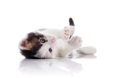 Sevimli kedi yavrusu, lekeli beyaz.