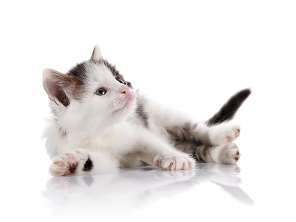 Spotty curious kitten. — Stock Photo, Image