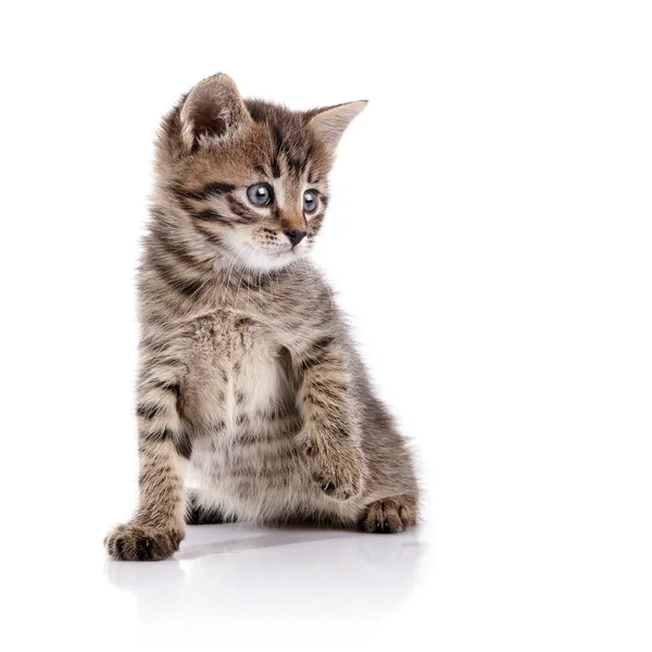A strisce bella piccola gattino domestico . — Foto Stock