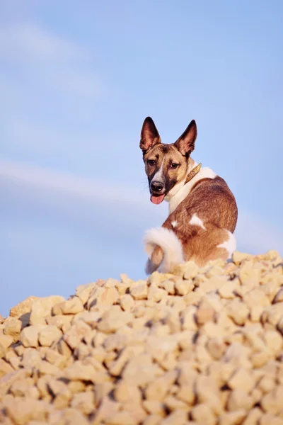 Hond zit op het vullen van baksteen tegen de blauwe hemel. — Stockfoto