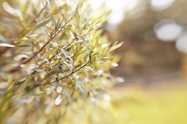 Söğüt dalları ile bokeh ile bulanık arkaplan. — Stok fotoğraf