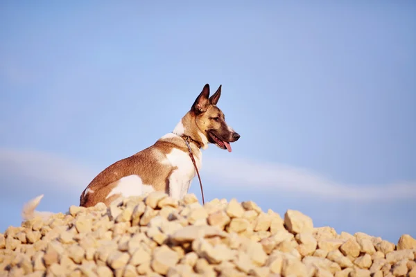 Hond zit op het vullen van baksteen tegen de blauwe hemel. — Stockfoto