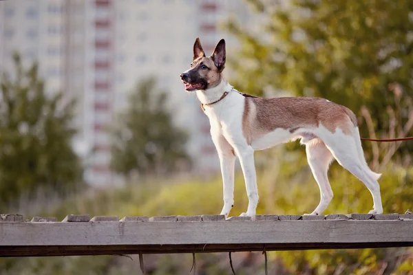 The domestic dog on the wooden bridge. — Stock Photo, Image