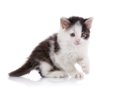 küçük sivilceli meraklı kedi.