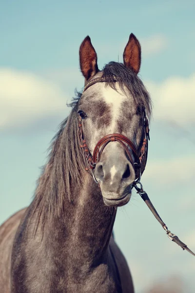 Portrét sportovní čistokrevný kůň. — Stock fotografie