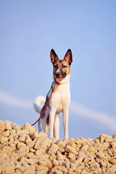 Perro doméstico en el relleno de ladrillo contra el cielo azul . —  Fotos de Stock