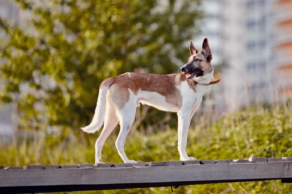 Ahşap köprü üstünde iç belgili tanımlık köpek. — Stok fotoğraf