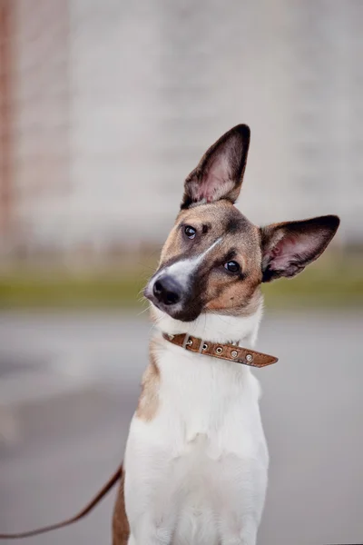 Porträt eines nachdenklichen Hundes — Stockfoto