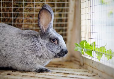 gri tavşan ve bir karahindiba yaprak.