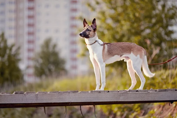 The domestic dog on the wooden bridge. — Stock Photo, Image