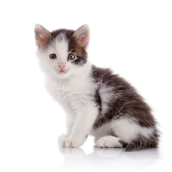 Weinig vlekkerige kitten. — Stockfoto