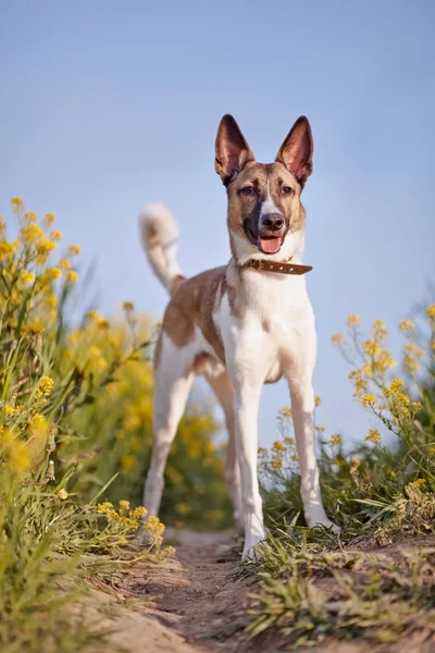 Huishond en gele bloemen. — Stockfoto