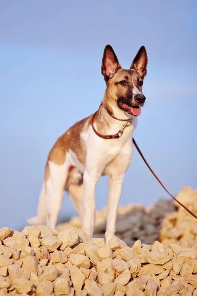 Krajowego pies na wypełnianie ceglane przeciw błękitne niebo. — Zdjęcie stockowe