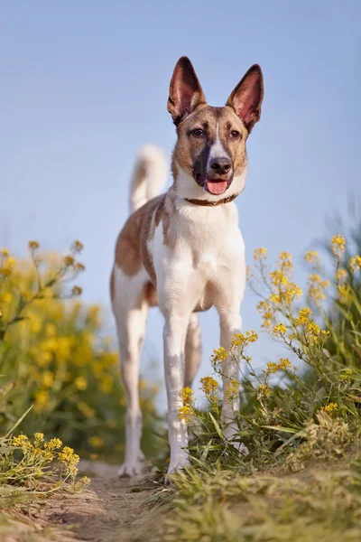 Cane domestico e fiori gialli . — Foto Stock