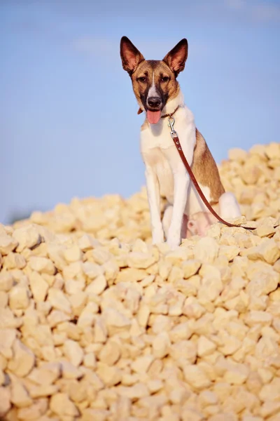 Perro se sienta en el relleno de ladrillo contra el cielo azul . —  Fotos de Stock