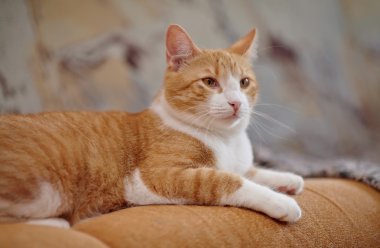 Kırmızı ile beyaz yerli kedi