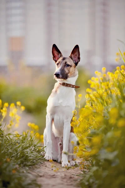 Hond zit in gele bloemen. — Stockfoto