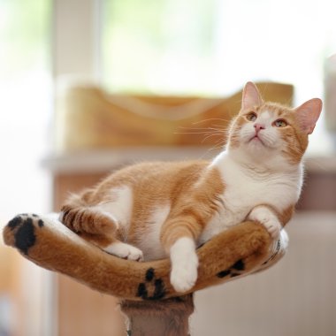 Kırmızı iç kedi.