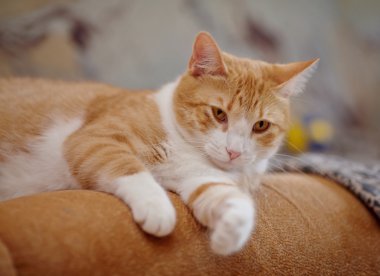 Kırmızı bir yerli kedi portresi