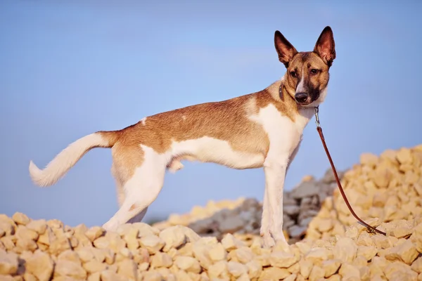 Domestic dog on filling brick against the blue sky. — Stock Photo, Image