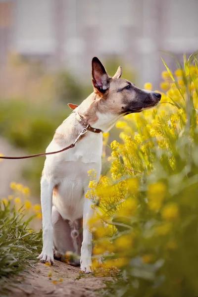 Il cane odora di fiori gialli . — Foto Stock