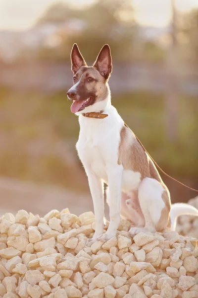 Huishond op wandeling zit op het vullen van baksteen. — Stockfoto