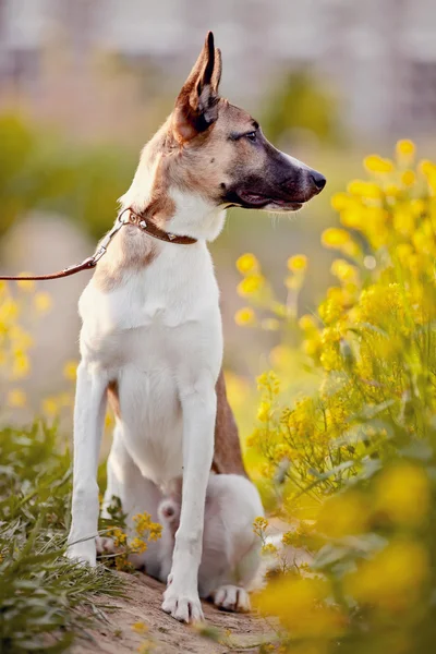 Dog sits in yellow flowers. — Stock Photo, Image