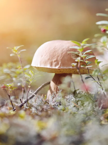 Cepe groeit in een MOS — Stockfoto