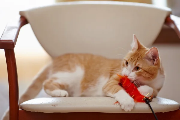 Red cat on a chair with a toy. — Stock Photo, Image