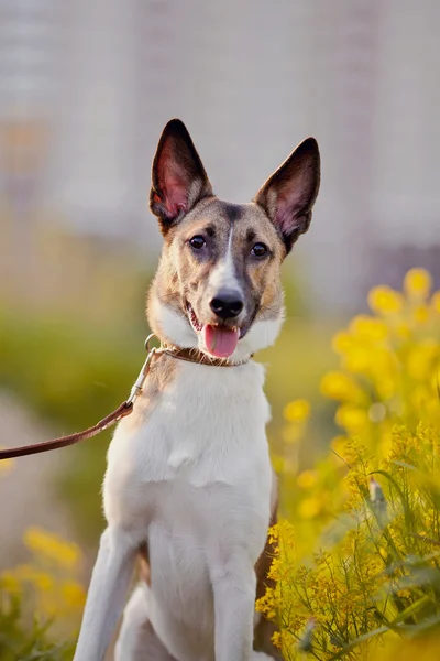 Portrait of a domestic dog in yellow flowers. — Stock Photo, Image