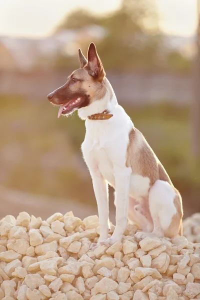 Haushund beim Gassigehen sitzt auf Füllziegel. — Stockfoto