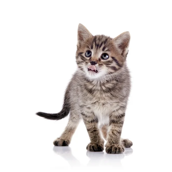 The striped licking lips kitten. — Stock Photo, Image