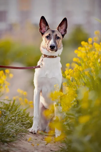 Dog sits in yellow flowers. — Stock Photo, Image