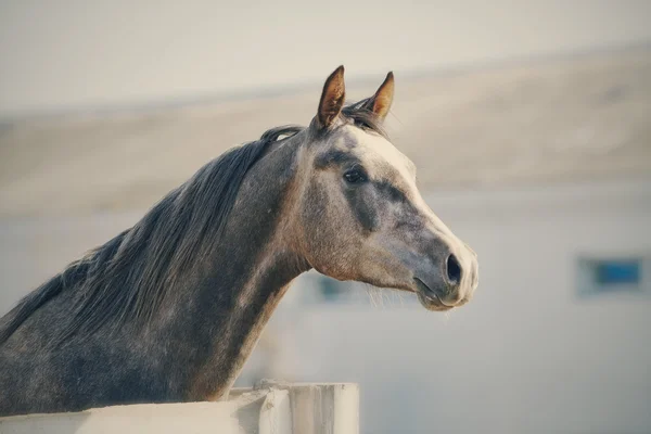 Πορτρέτο του ένα σπορ thoroughbred επιβήτορα — Φωτογραφία Αρχείου