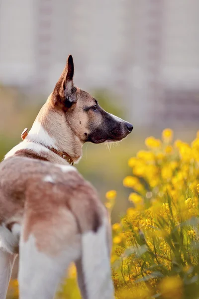 Portrait of a domestic dog in yellow flowers. — Stock Photo, Image