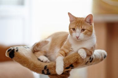 Kırmızı beyaz çizgili kedi