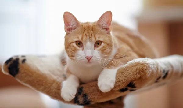 Kırmızı gözleri ile kırmızı çizgili kedi — Stok fotoğraf