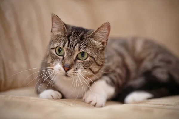 Gato gris rayado con ojos verdes . — Foto de Stock