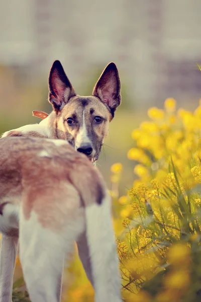 Retrato de un perro doméstico en flores amarillas . — Foto de Stock