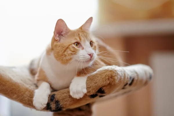 Kırmızı gözleri ile kırmızı çizgili kedi — Stok fotoğraf