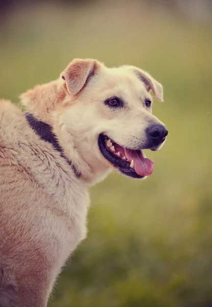 Porträtt av en stor beige hund. — Stockfoto