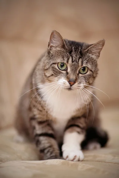 Gray striped cat with green eyes and a white paw.