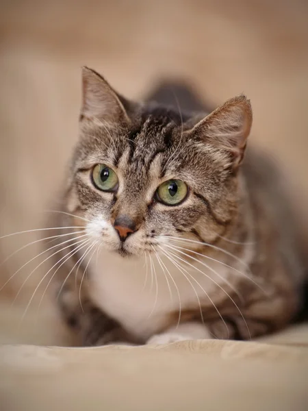Retrato de un gato gris rayado con ojos verdes . — Foto de Stock