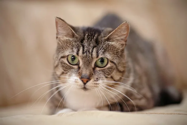 Gato listrado cinza com olhos verdes . — Fotografia de Stock