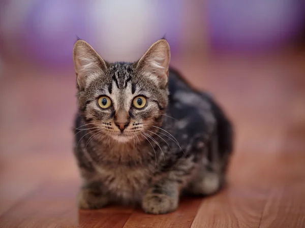줄무늬 국내 고양이 — 스톡 사진