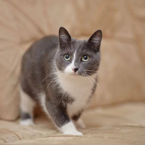 Cinza-fumado com branco um gato doméstico . — Fotografia de Stock