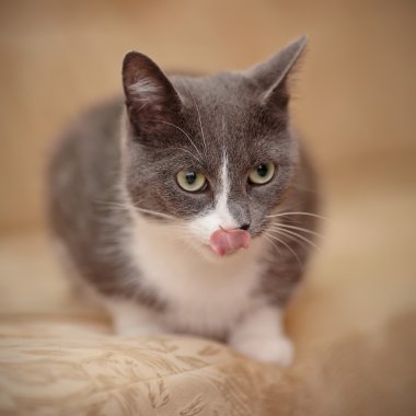 Dumanlı-gri beyaz bir aile içi yalama dudaklar kedi.