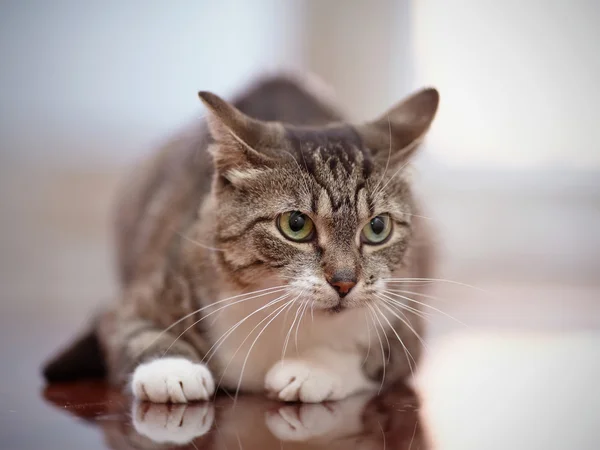 Gato rayado gris enojado con ojos verdes . —  Fotos de Stock