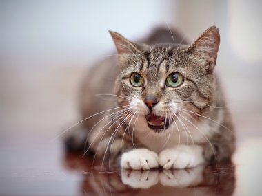 Yeşil gözlü mewing Gri çizgili kedi.
