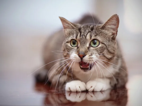 O mewing gato listrado cinza com olhos verdes . — Fotografia de Stock